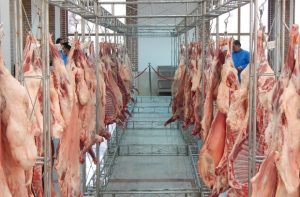 اجرای طرح نظارت بهداشتی بر دام ذبح شده در عید قربان